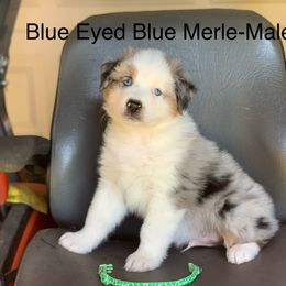 Australian Shepherd Puppies from LIT Aussies
