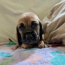 Boy 5 - Red male Bloodhound puppy in Paoli, Indiana from Houndsarunning Bloodhounds