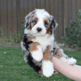 Biscuit - Blue merle male Bernedoodle puppy in Eagle Mountain, Utah from Fur Real Puppies.