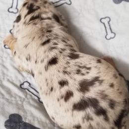 Chocolate dapple boy - Dapple male Dachshund puppy in La Monte, Missouri from Wulff's East LA Puppies