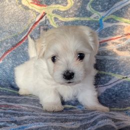 Amelia - White Coton de Tulear puppy in Rubicon, Wisconsin from Darryl's Cotons de Tulear