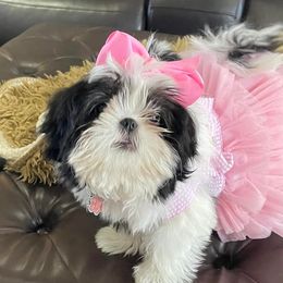 Shih Tzus from Your Fuzzy Puppy