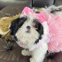 Shih Tzus from Your Fuzzy Puppy