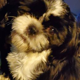 Shih Tzus from Lynn's Shih Tzus