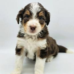 Kodi - Red tri-color female Aussiedoodle puppy in Lancaster, Minnesota from Wilson Cattle Co.