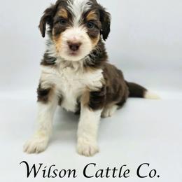 Kodi - Red tri-color female Aussiedoodle puppy in Lancaster, Minnesota from Wilson Cattle Co.