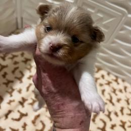 Boy 3 - Chocolate merle male Pomeranian puppy in Maplefalls, Washington from Snow peak poms