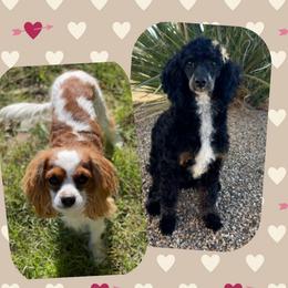 Cavapoo puppies from Desert Valley Doodles