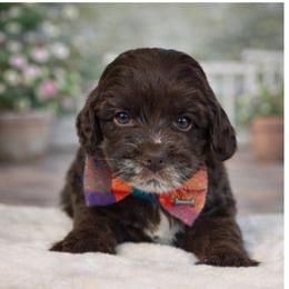 Milk chocolate - Chocolate male Australian Labradoodle puppy in Anderson, California from Shaggy Doodles