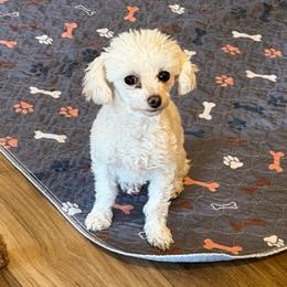 Millie - Poodle