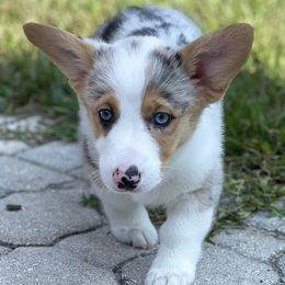 American Corgis, Bulldogs, and French Bulldogs from Orlando FL Frenchies