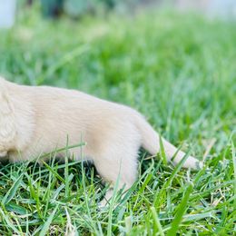 Dachshund Puppies from Lala’s Pups