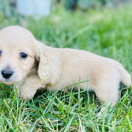 Dachshund Puppies from Lala’s Pups