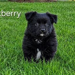 Blackberry - Black & white male Miniature Australian Shepherd puppy in Owensboro, Kentucky from JnT's Bluegrass Mini Aussies