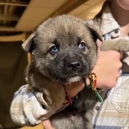 Simba - Wolf sable male Pomsky puppy in New Bedford, Massachusetts from Roark Pack Chihuahua's & Pomsky's