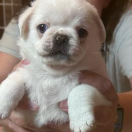George - Cream male Pug puppy in Morgantown, West Virginia from Groovy Pugs