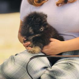 Beautiful - Black and tan parti female Pomeranian puppy in Harrisonville, Missouri from Cindy's Pomeranians