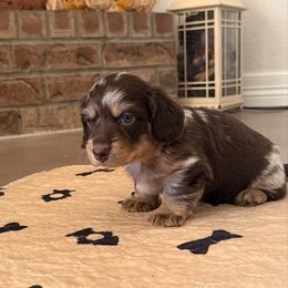 Blanche - Dapple female Dachshund puppy in Ramona, Oklahoma from Schmitt Dachshunds