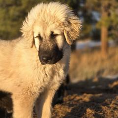T23 Liam - Colorado Mountain Dog puppy from Tierhaus 23