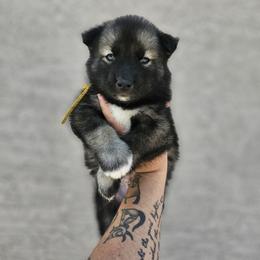 Siberian Husky Puppies from Anime Huskies