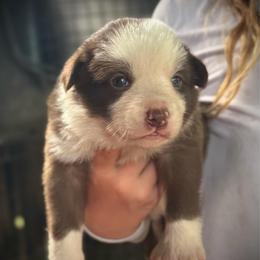 Marlowe - White and red female Border Collie puppy in North Lakeport, California from Wild Rose Ranch