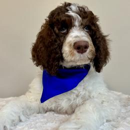 Blue - Parti male Poodle puppy in Twin Lake, Michigan from Paige's Poodles