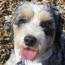 Bernedoodles from To Love A Doodle