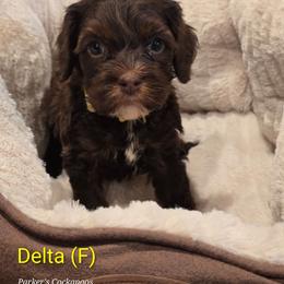 Delta - Sable female Cockapoo puppy in Perry, Arkansas from Parker's Cockapoos