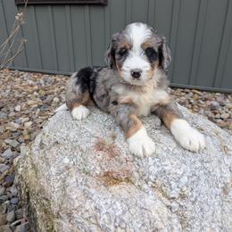 Ted - Blue merle male Bernedoodle puppy in Beach City, Ohio from Blue Cloud Doodles