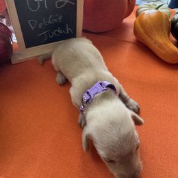 Girl 2 - Cream female Dachshund puppy in Jackson, Mississippi from Doxies Galore