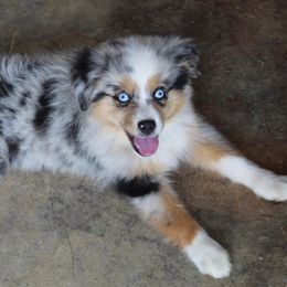 Aussiedoodles, Miniature Australian Shepherds, and Poodles from K Kountry Farm