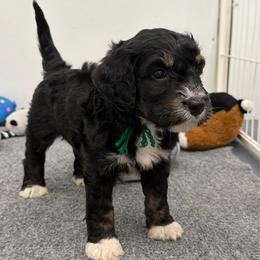 Mr. Kiwi - Tri-color male Bernedoodle puppy in Hegins, Pennsylvania from Bubbling Springs Doodles, LLC