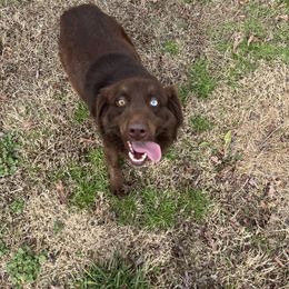 Maybelle - Australian Shepherd