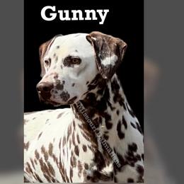 Dalmatian puppies from Missouri Dalmatians