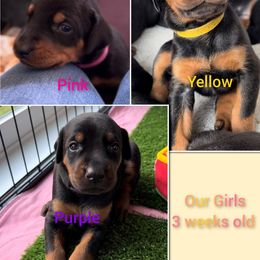 Dachshund and Doberman Pinscher Puppies from Living Hope Dobies and Doxies