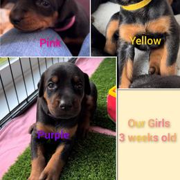 Dachshund and Doberman Pinscher Puppies from Living Hope Dobies and Doxies