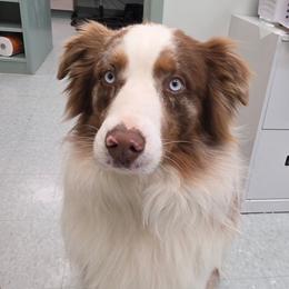 Rip - Australian Shepherd