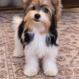 Hans - Biewer Terrier