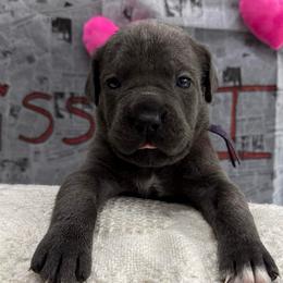 Cozy (Blitzen) - Gray female Cane Corso puppy in Utah from 3Lake Kennelz