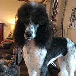 Abby - Poodle