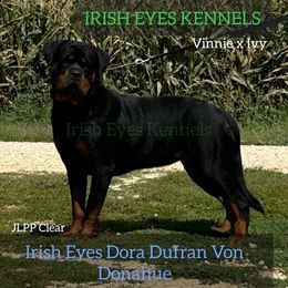 DORA - Rottweiler
