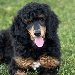 Poodles from Cedar Ridge Standard Poodles