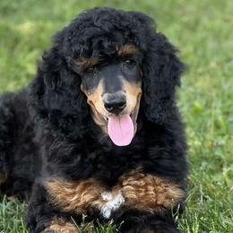 Poodles from Cedar Ridge Standard Poodles