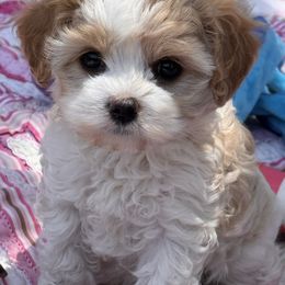 Scarlett - Parti female Poodle puppy in California from Tinkerpups