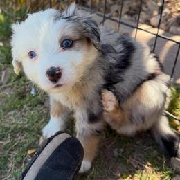 Frost - Blue merle male Miniature American Shepherd puppy in Phoenix, Arizona from Outlaw Minis