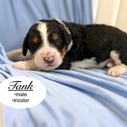 Tank - Tri-color male Bernedoodle puppy in Jackson, Mississippi from T.M. Poodles & Doodles