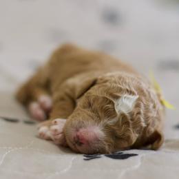 Ember - Red female Bernedoodle puppy in Springtown, Texas from North Texas Puppies