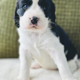 English Springer Spaniel Puppies from The Spaniel Garden