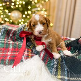 Chili - Red  male Goldendoodle puppy in Schulenbrug, Texas from Wright Doodles & Poodles