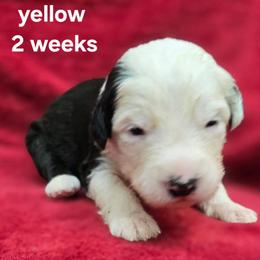 Audrey - Gray and white female Old English Sheepdog puppy in Sutherlin, Oregon from Sapphire Eyes Sheepdogs